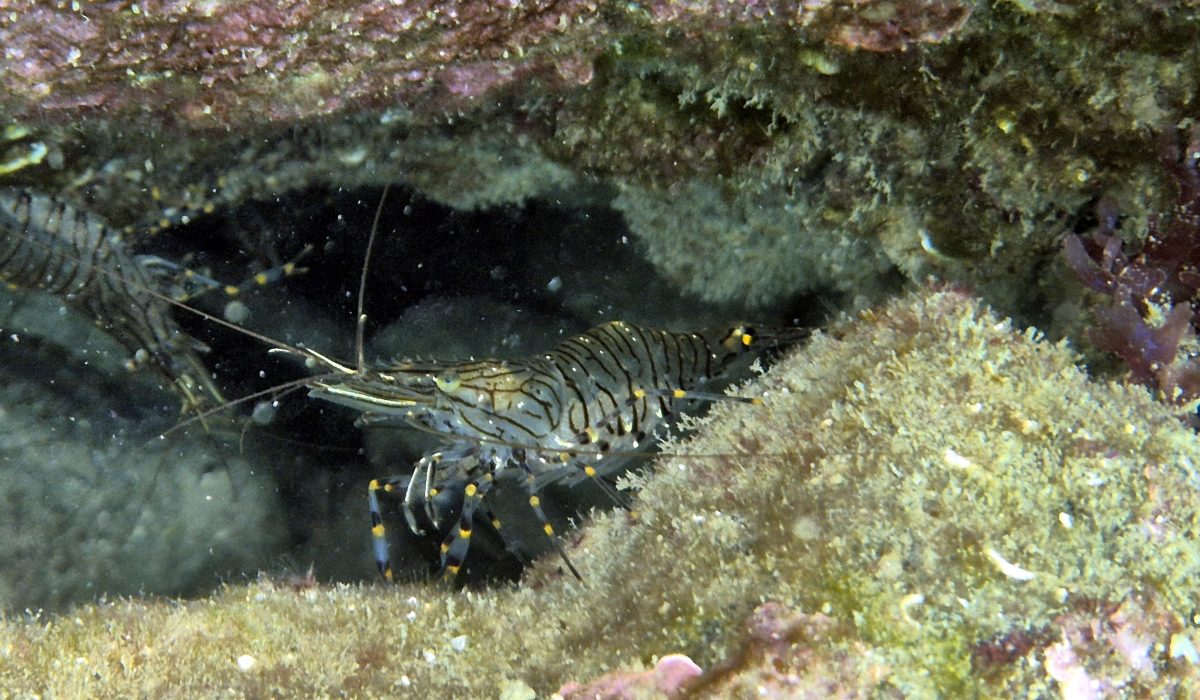 Copie de 1750760856475-1763076122