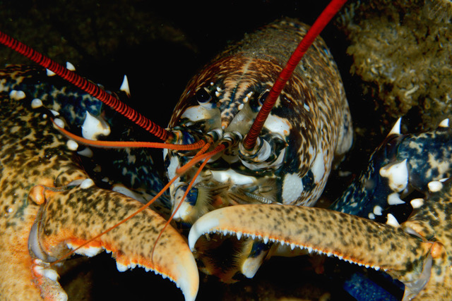 Copie de Copie de DSC_1891