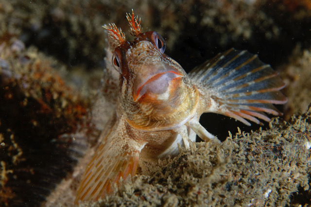 Copie de _DSC3921_DxO