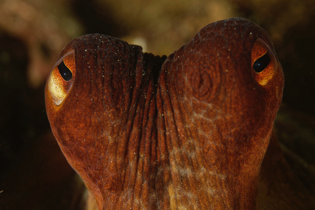 Copie de _DSC6357_DxO